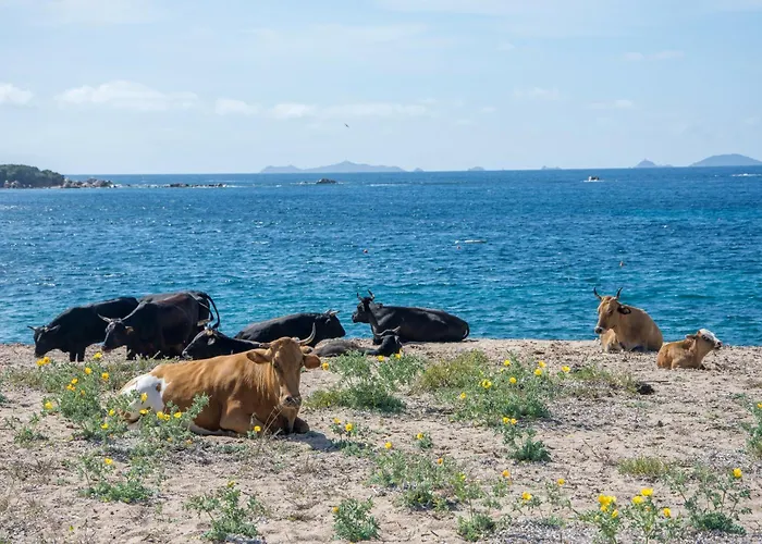 דירה Superbe 3 Avec Grande Terrasse Pietrosella